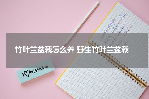 竹叶兰盆栽怎么养 野生竹叶兰盆栽