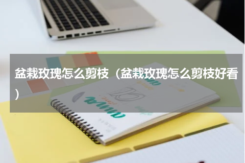 盆栽玫瑰怎么剪枝（盆栽玫瑰怎么剪枝好看）