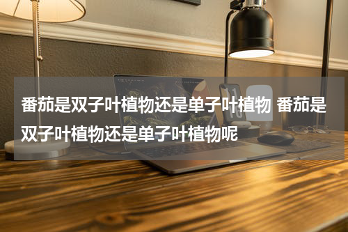 番茄是双子叶植物还是单子叶植物 番茄是双子叶植物还是单子叶植物呢