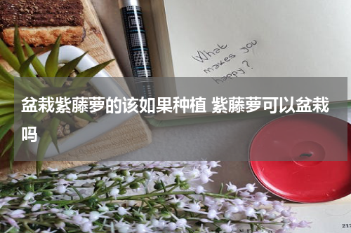 盆栽紫藤萝的该如果种植 紫藤萝可以盆栽吗