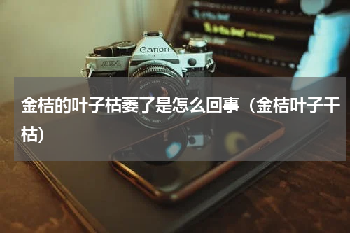 金桔的叶子枯萎了是怎么回事（金桔叶子干枯）