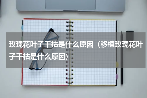 玫瑰花叶子干枯是什么原因（移植玫瑰花叶子干枯是什么原因）
