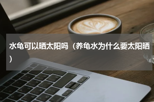 水龟可以晒太阳吗（养龟水为什么要太阳晒）