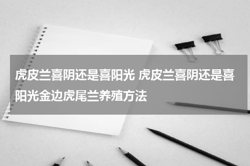 虎皮兰喜阴还是喜阳光 虎皮兰喜阴还是喜阳光金边虎尾兰养殖方法