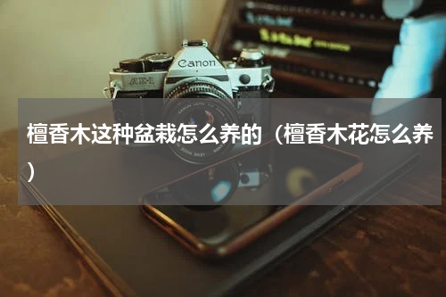 檀香木这种盆栽怎么养的（檀香木花怎么养）