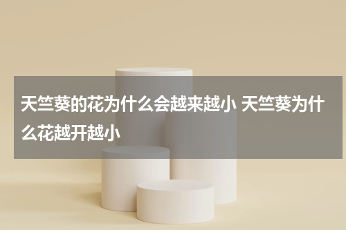天竺葵的花为什么会越来越小 天竺葵为什么花越开越小