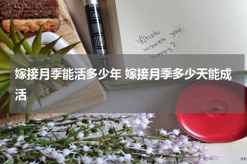 嫁接月季能活多少年 嫁接月季多少天能成活