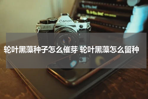 轮叶黑藻种子怎么催芽 轮叶黑藻怎么留种