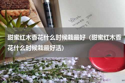 甜蜜红木香花什么时候栽最好（甜蜜红木香花什么时候栽最好活）