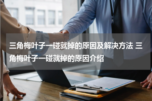 三角梅叶子一碰就掉的原因及解决方法 三角梅叶子一碰就掉的原因介绍