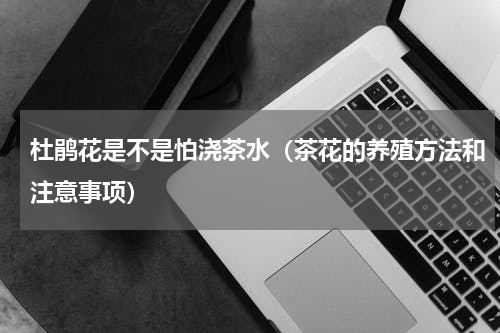 杜鹃花是不是怕浇茶水（茶花的养殖方法和注意事项）