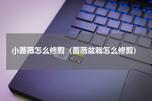 小蔷薇怎么修剪（蔷薇盆栽怎么修剪）