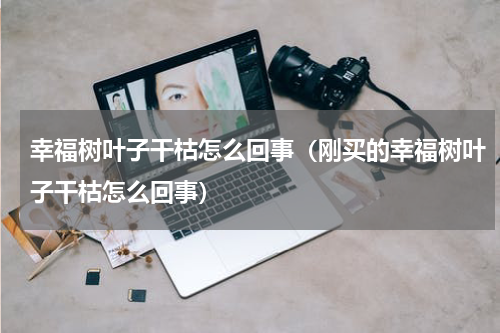 幸福树叶子干枯怎么回事（刚买的幸福树叶子干枯怎么回事）