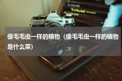 像毛毛虫一样的植物（像毛毛虫一样的植物是什么菜）