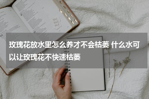 玫瑰花放水里怎么养才不会枯萎 什么水可以让玫瑰花不快速枯萎