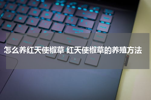 怎么养红天使椒草 红天使椒草的养殖方法