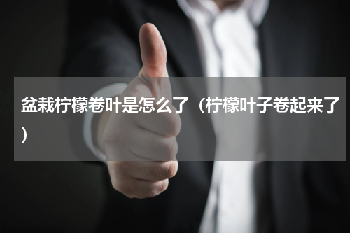 盆栽柠檬卷叶是怎么了（柠檬叶子卷起来了）