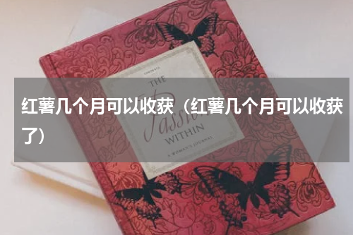 红薯几个月可以收获（红薯几个月可以收获了）