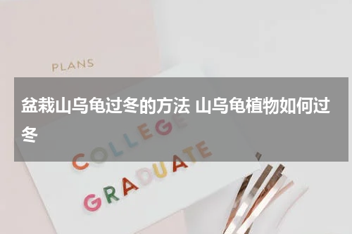盆栽山乌龟过冬的方法 山乌龟植物如何过冬