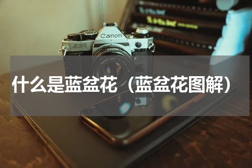 什么是蓝盆花（蓝盆花图解）