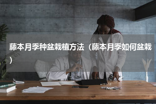 藤本月季种盆栽植方法（藤本月季如何盆栽）