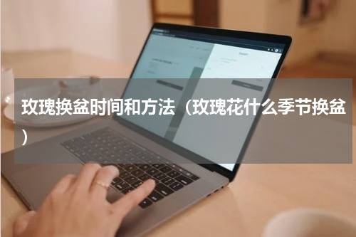 玫瑰换盆时间和方法（玫瑰花什么季节换盆）