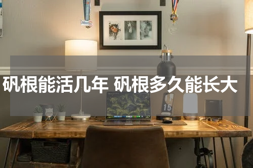 矾根能活几年 矾根多久能长大