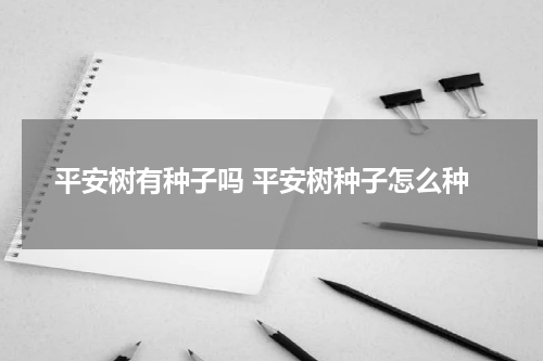 平安树有种子吗 平安树种子怎么种