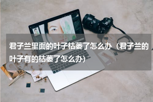 君子兰里面的叶子枯萎了怎么办（君子兰的叶子有的枯萎了怎么办）