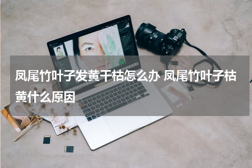 凤尾竹叶子发黄干枯怎么办 凤尾竹叶子枯黄什么原因
