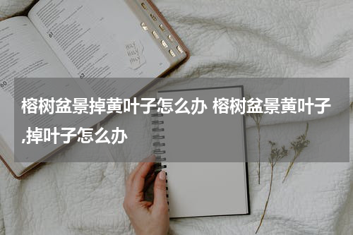 榕树盆景掉黄叶子怎么办 榕树盆景黄叶子,掉叶子怎么办