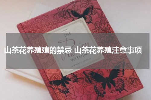 山茶花养殖殖的禁忌 山茶花养殖注意事项