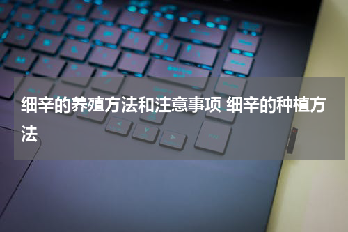 细辛的养殖方法和注意事项 细辛的种植方法