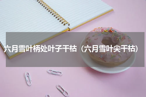 六月雪叶柄处叶子干枯（六月雪叶尖干枯）