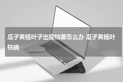 瓜子黄杨叶子出现枯萎怎么办 瓜子黄杨叶枯病