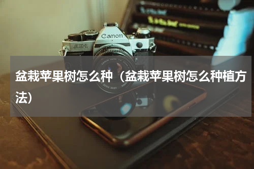 盆栽苹果树怎么种（盆栽苹果树怎么种植方法）