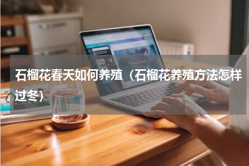 石榴花春天如何养殖（石榴花养殖方法怎样过冬）