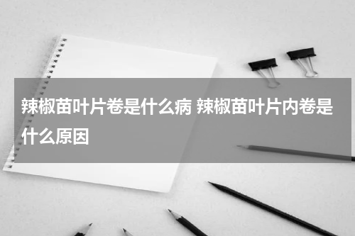辣椒苗叶片卷是什么病 辣椒苗叶片内卷是什么原因