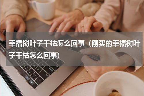 幸福树叶子干枯怎么回事（刚买的幸福树叶子干枯怎么回事）