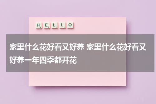 家里什么花好看又好养 家里什么花好看又好养一年四季都开花