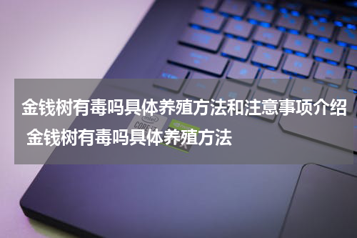 金钱树有毒吗具体养殖方法和注意事项介绍 金钱树有毒吗具体养殖方法