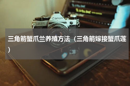 三角箭蟹爪兰养殖方法（三角箭嫁接蟹爪莲）