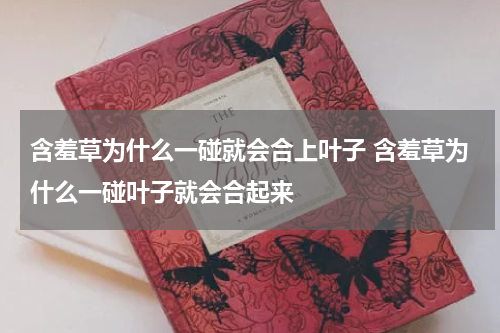 含羞草为什么一碰就会合上叶子 含羞草为什么一碰叶子就会合起来