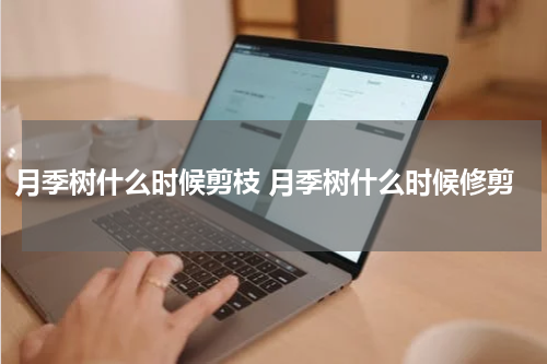 月季树什么时候剪枝 月季树什么时候修剪
