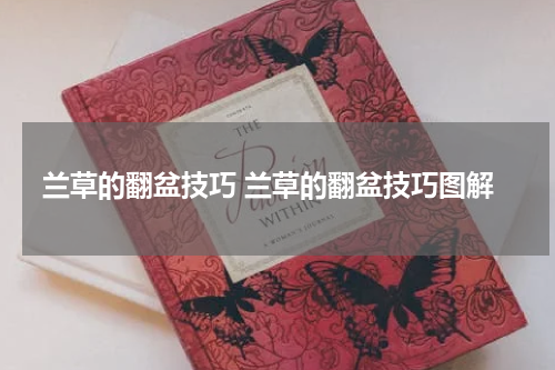 兰草的翻盆技巧 兰草的翻盆技巧图解