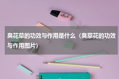 臭花草的功效与作用是什么（臭草花的功效与作用图片）