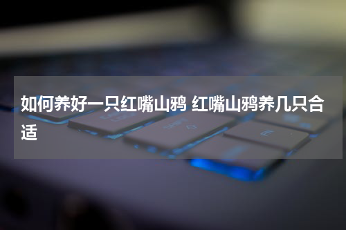 如何养好一只红嘴山鸦 红嘴山鸦养几只合适