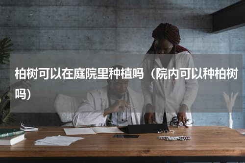 柏树可以在庭院里种植吗（院内可以种柏树吗）