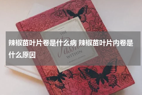 辣椒苗叶片卷是什么病 辣椒苗叶片内卷是什么原因