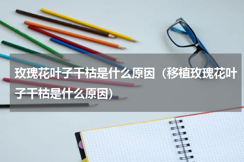 玫瑰花叶子干枯是什么原因（移植玫瑰花叶子干枯是什么原因）